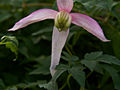 Clematis alpina Pink Flamingo IMG_5976 lisc